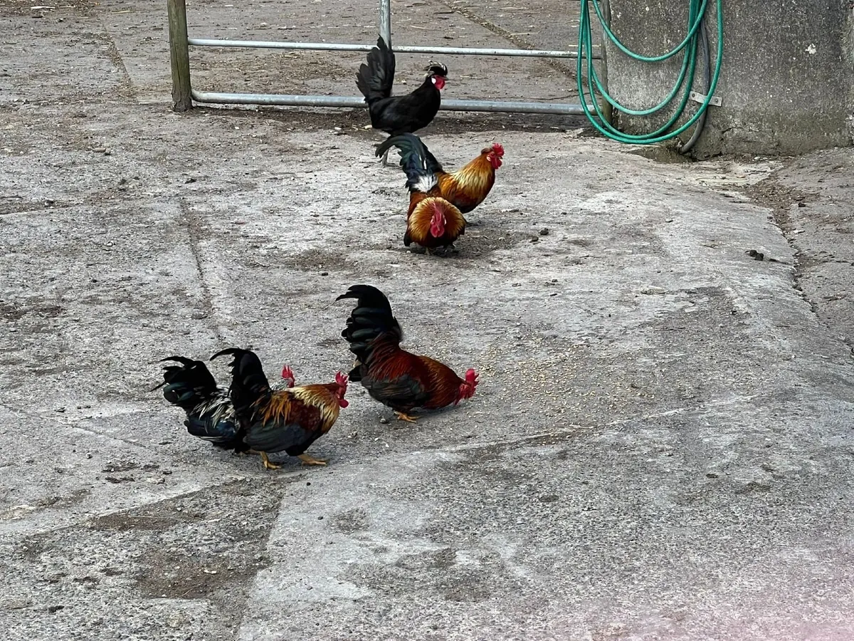 Poultry - Image 4