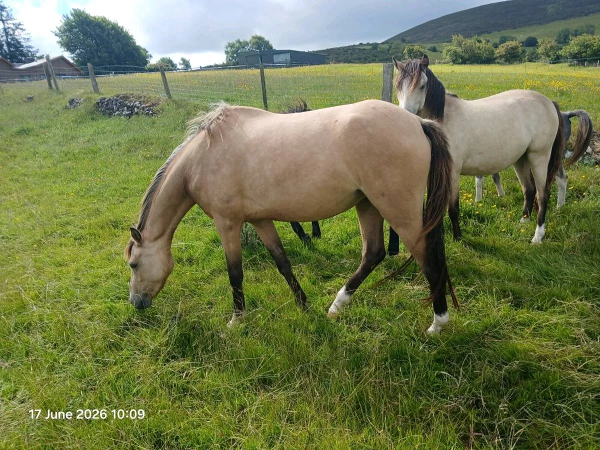 3yo filly will make 13hh-13.1hh - Image 1