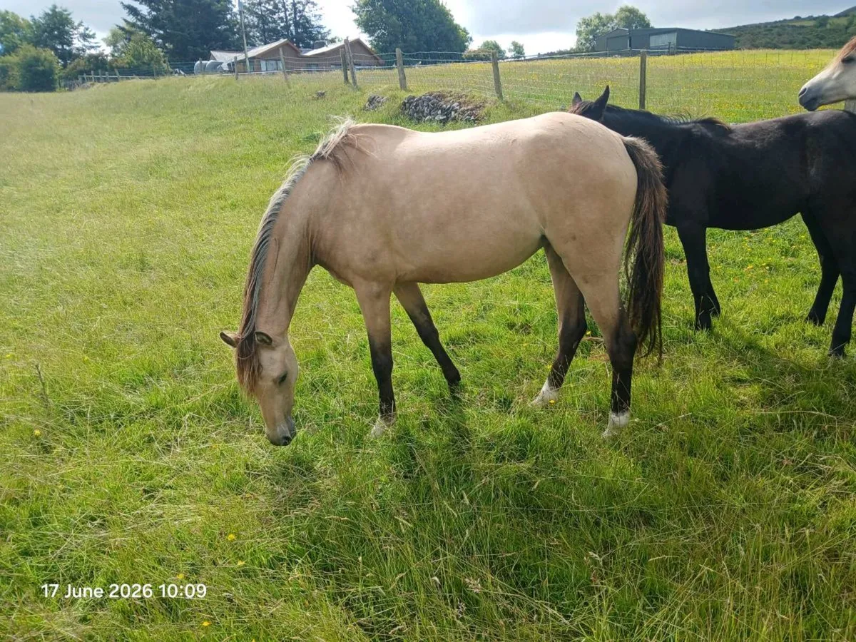3yo filly will make 13hh-13.1hh - Image 3