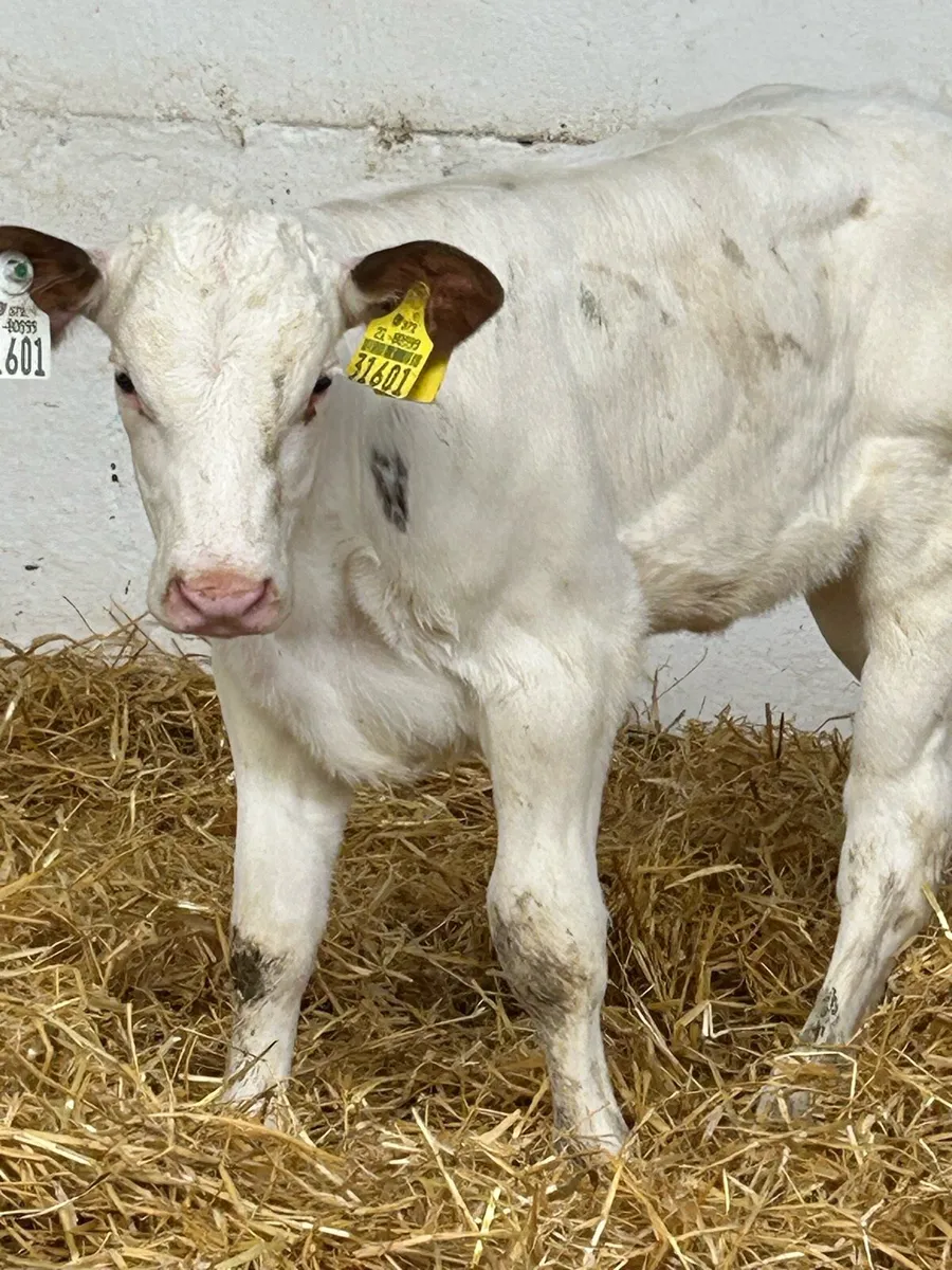 A SERIOUS AI BRED RED BB HEIFER CALF - Image 2