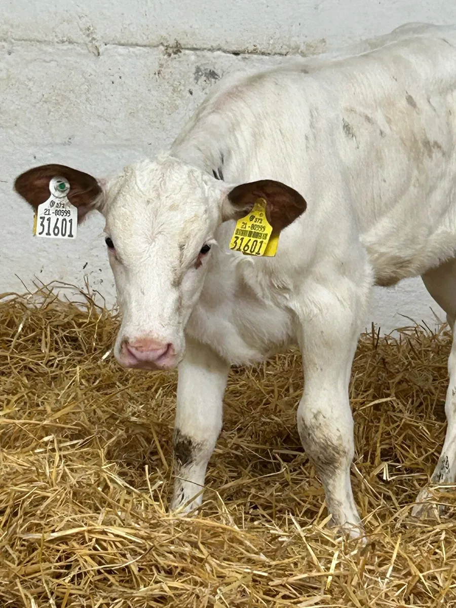 A SERIOUS AI BRED RED BB HEIFER CALF - Image 3