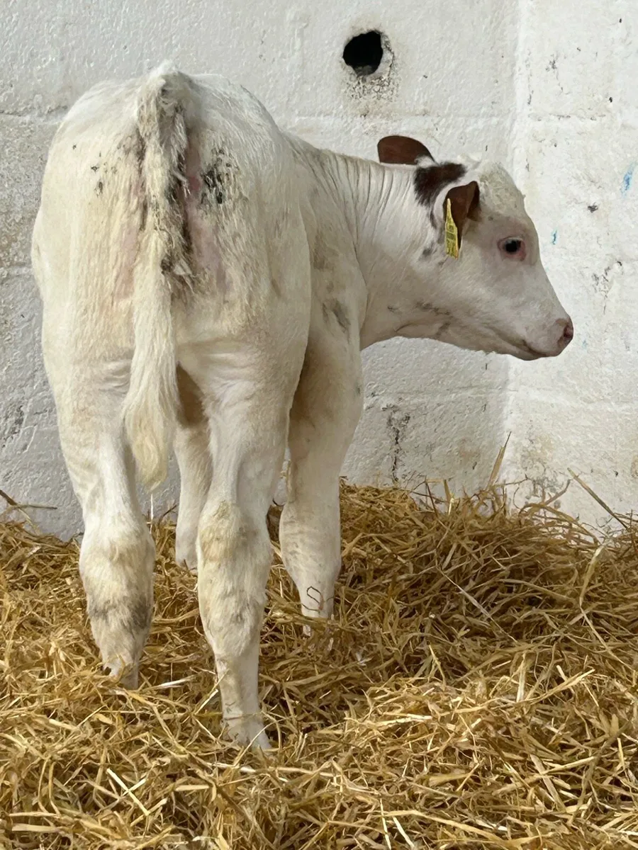 A SERIOUS AI BRED RED BB HEIFER CALF - Image 4