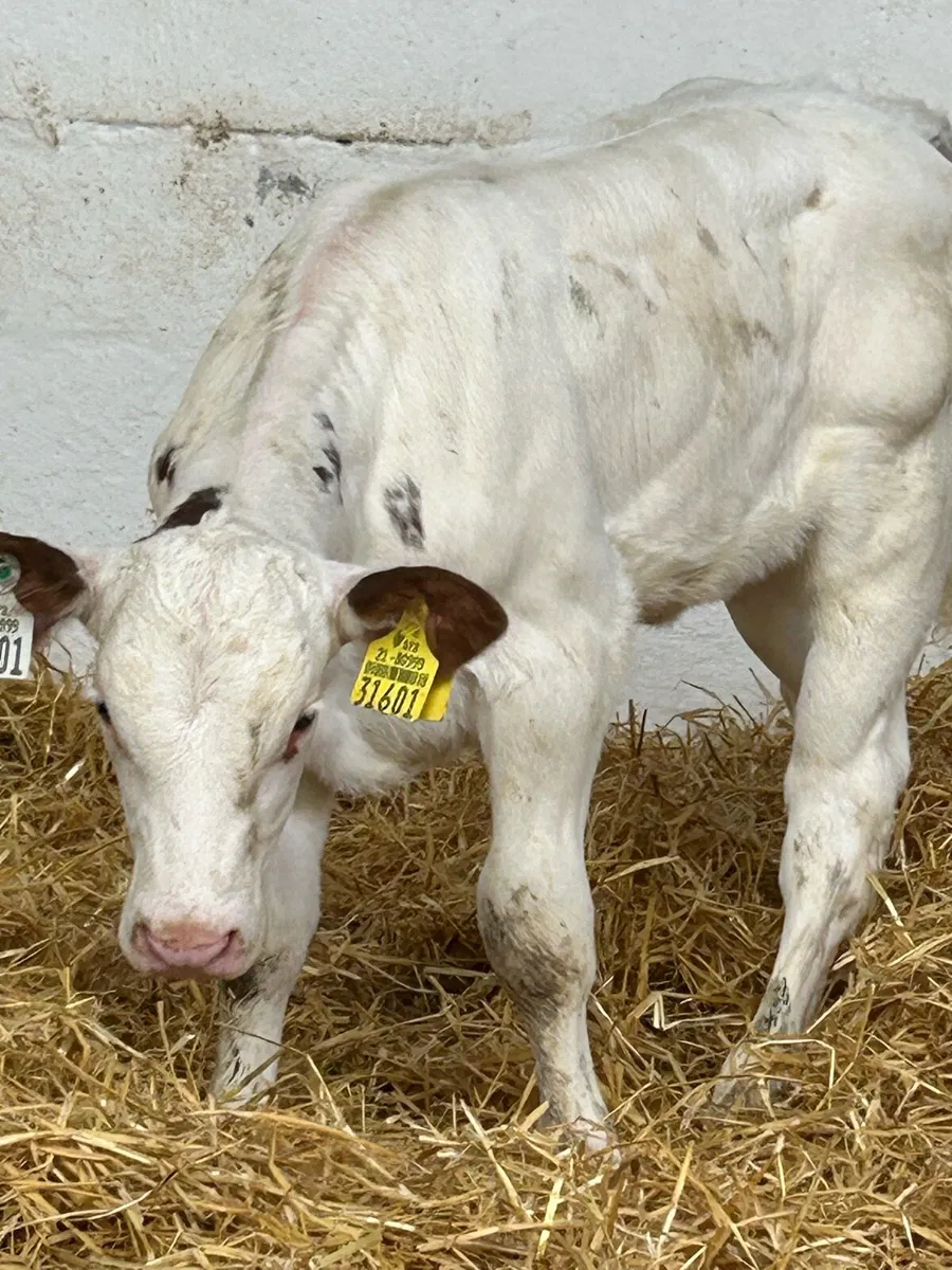 A SERIOUS AI BRED RED BB HEIFER CALF - Image 1