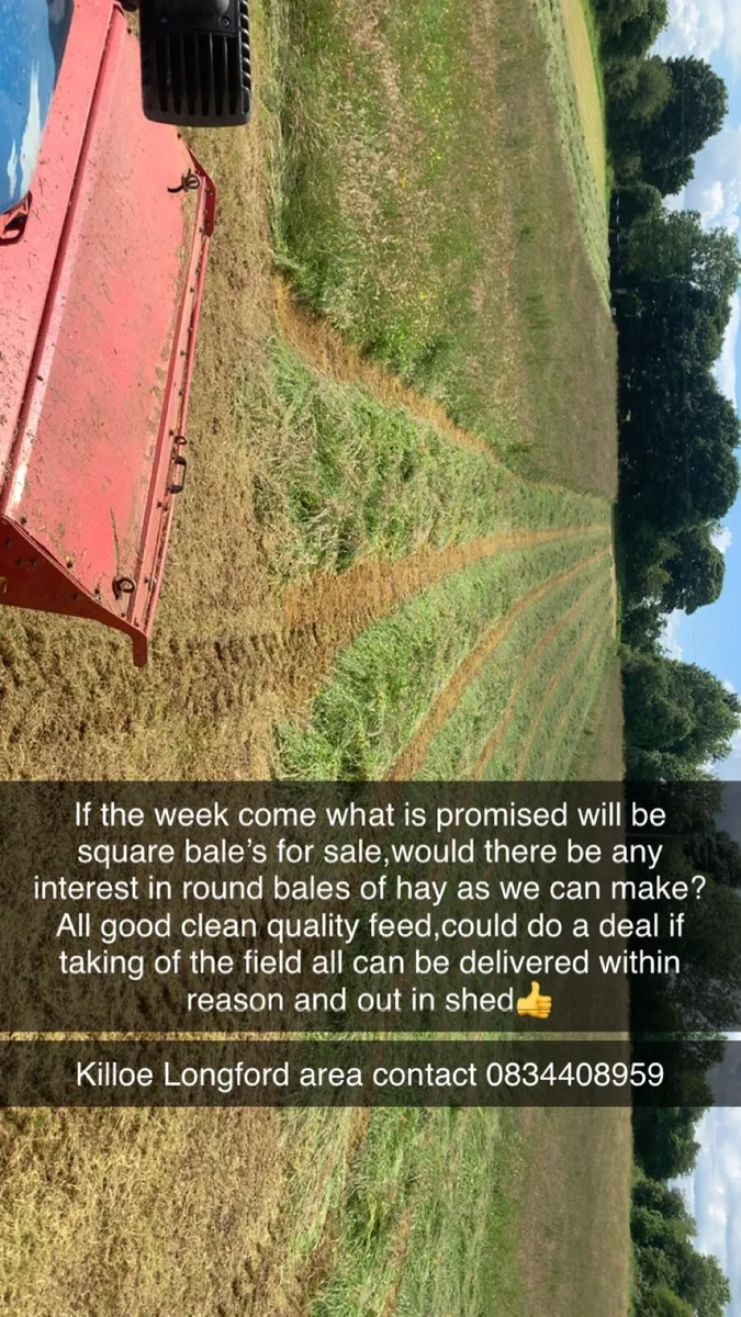 Quality clean hay - Image 1