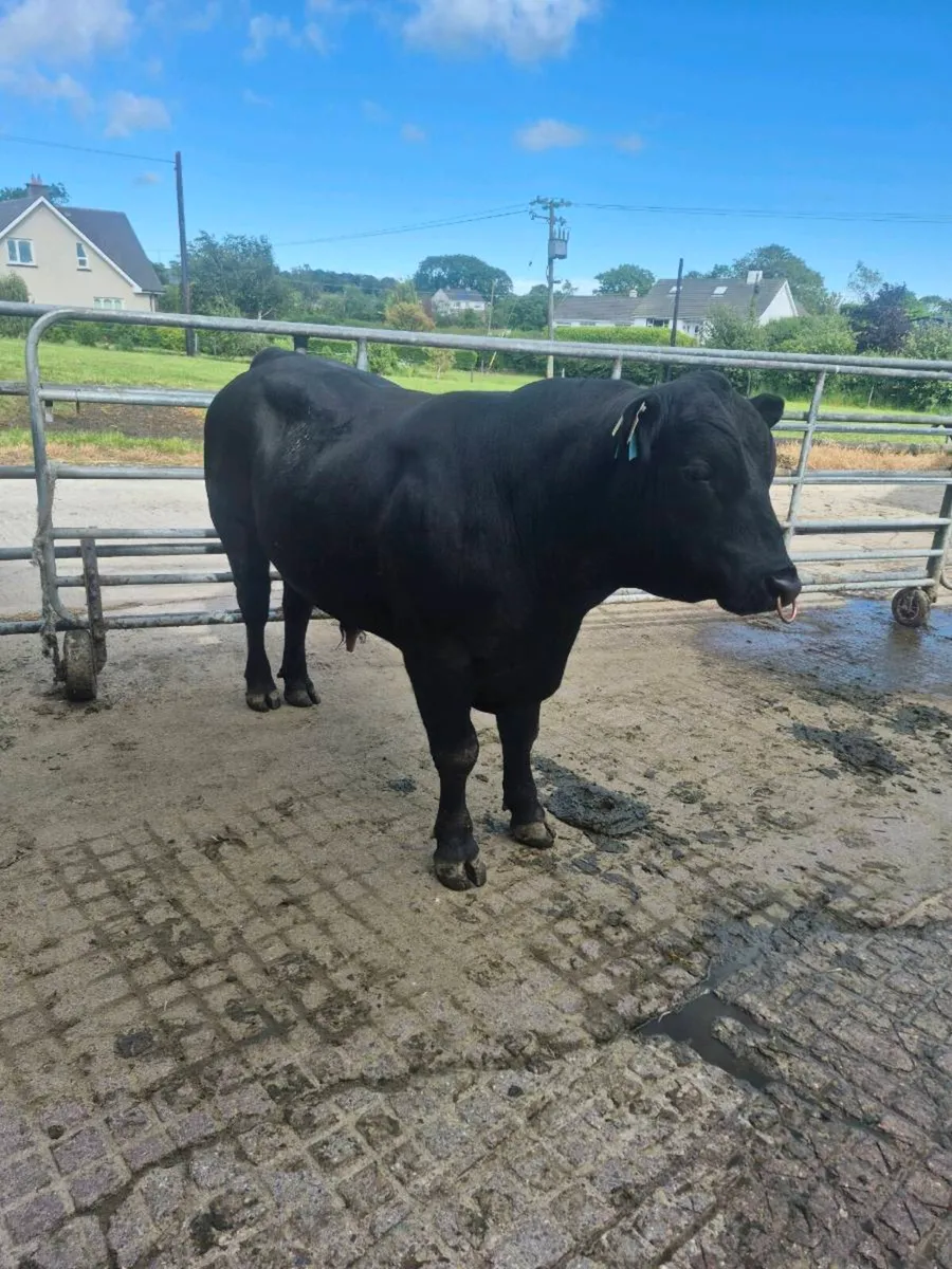 Angus bull - Image 3