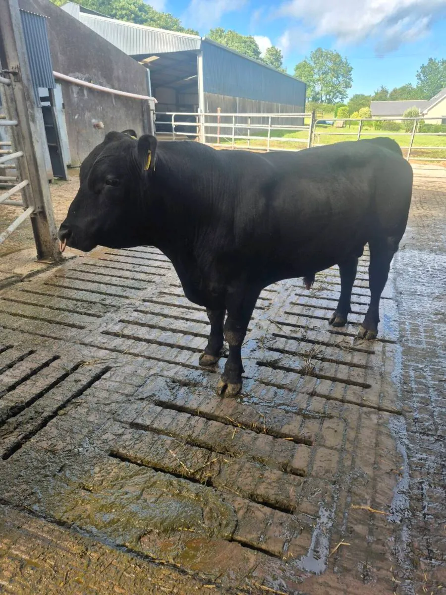 Angus bull - Image 4