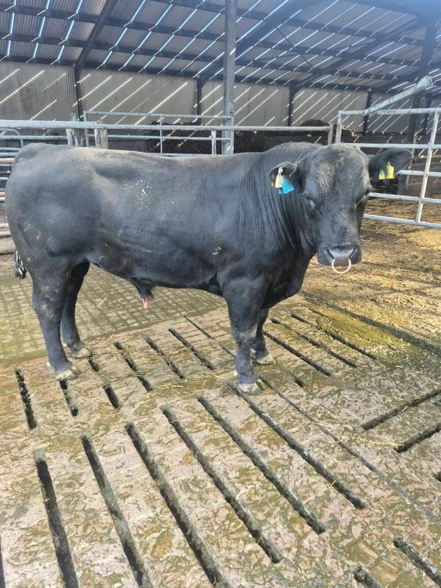 Angus bull - Image 1
