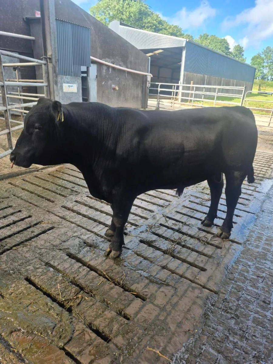 Angus bull - Image 2
