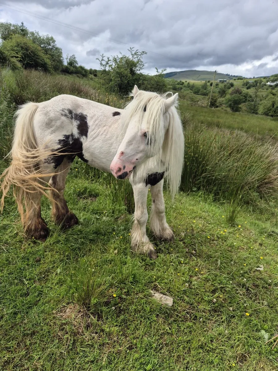 Pieball stallion - Image 1