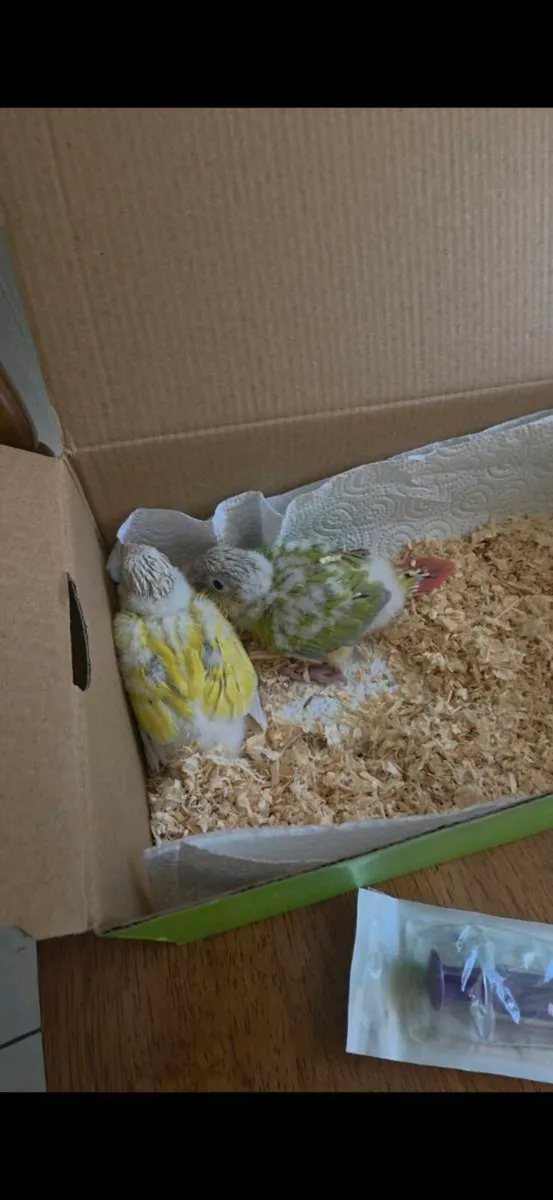 Hand-reared Mint and Suncheek Conures🦜 - Image 4
