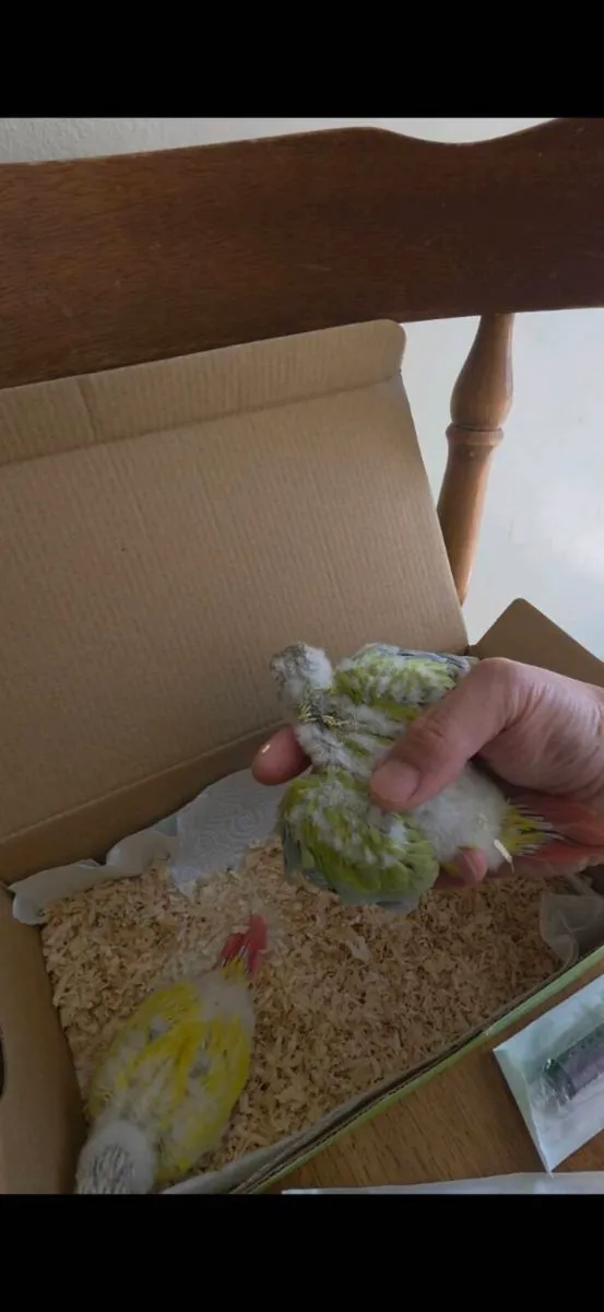 Hand-reared Mint and Suncheek Conures🦜 - Image 3
