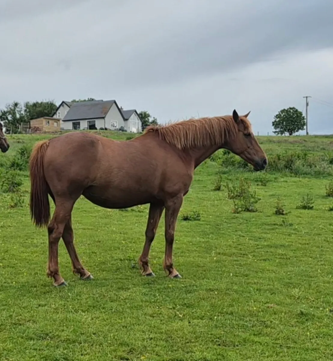 Chesnut broodmare 2007 - Image 1