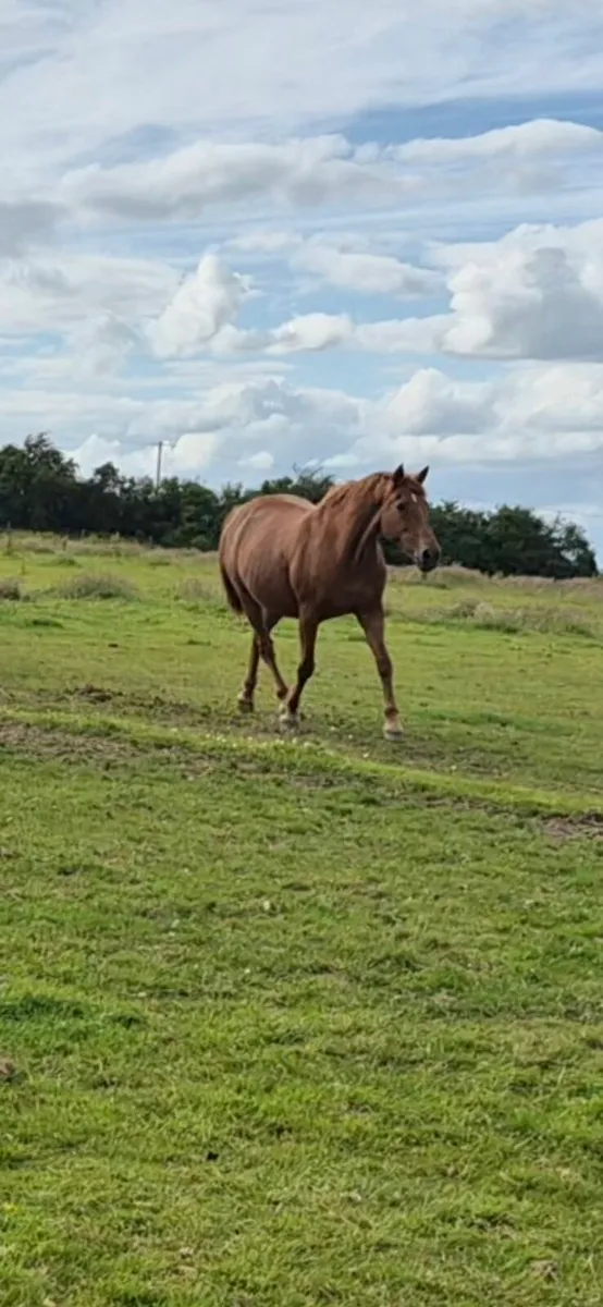 Chesnut broodmare 2007 - Image 2