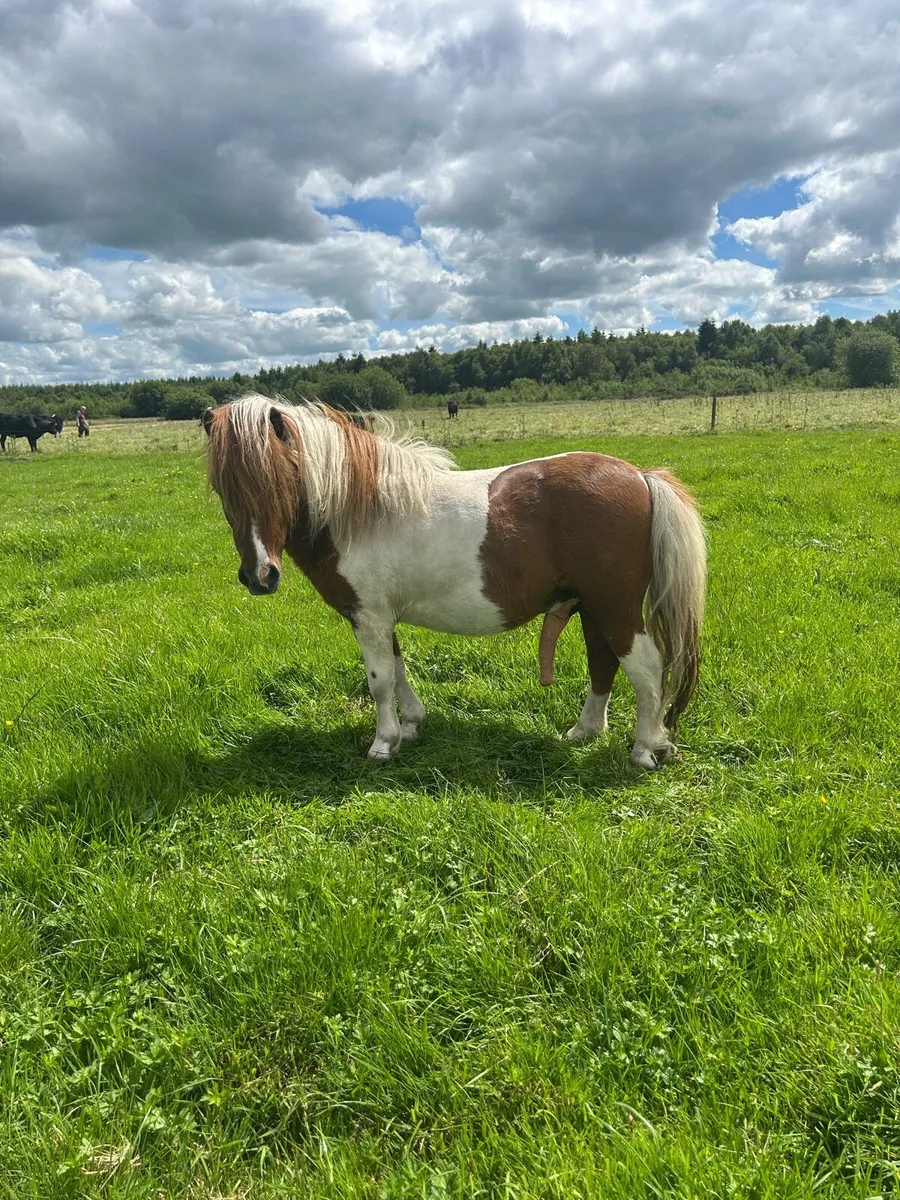Shetland ponies - Image 2