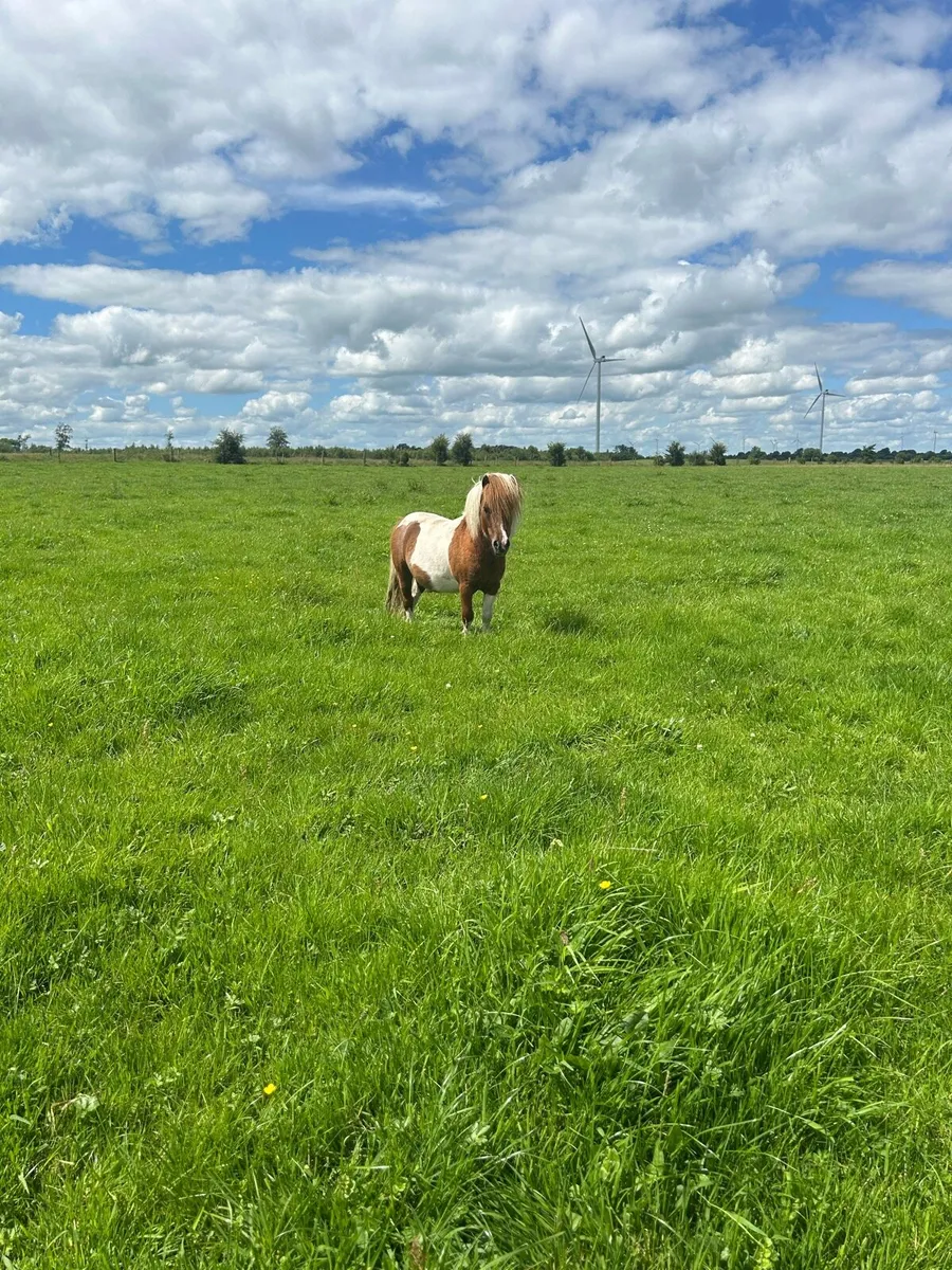 Shetland ponies - Image 3