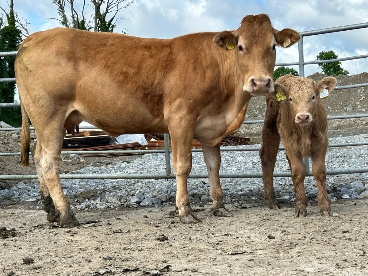 2 super first calved heifers - Image 2