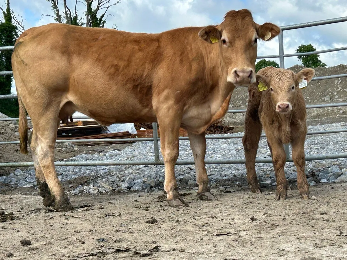 2 super first calved heifers - Image 3