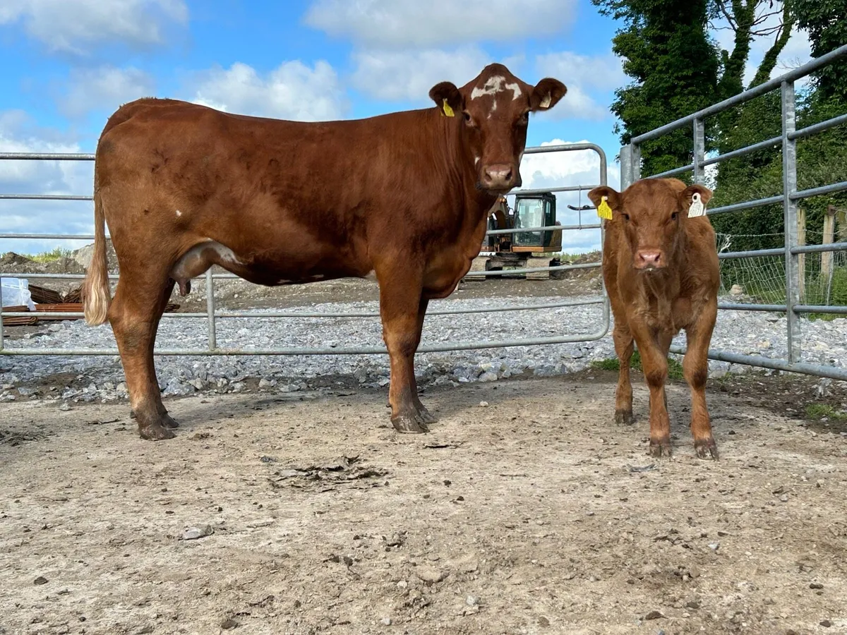 2 super first calved heifers - Image 1