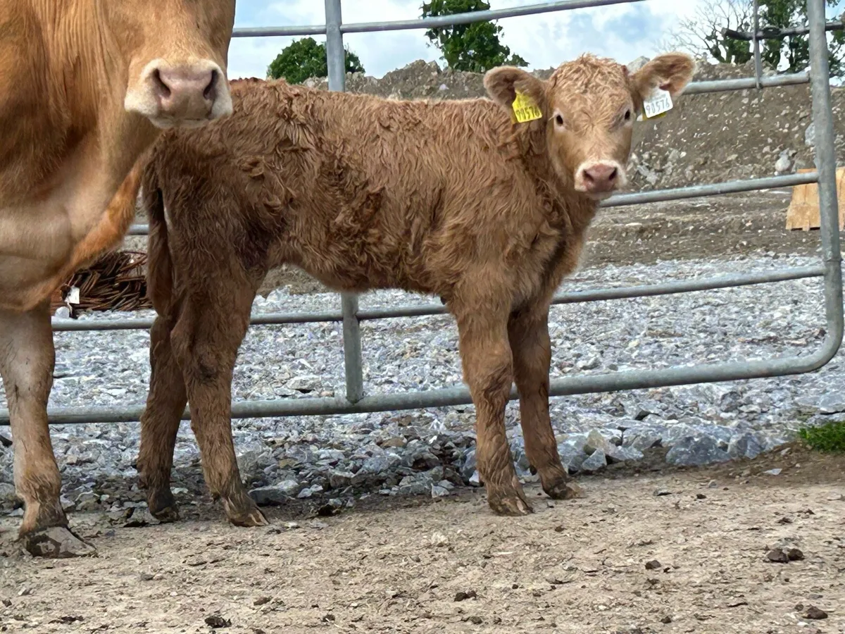 2 super first calved heifers - Image 4