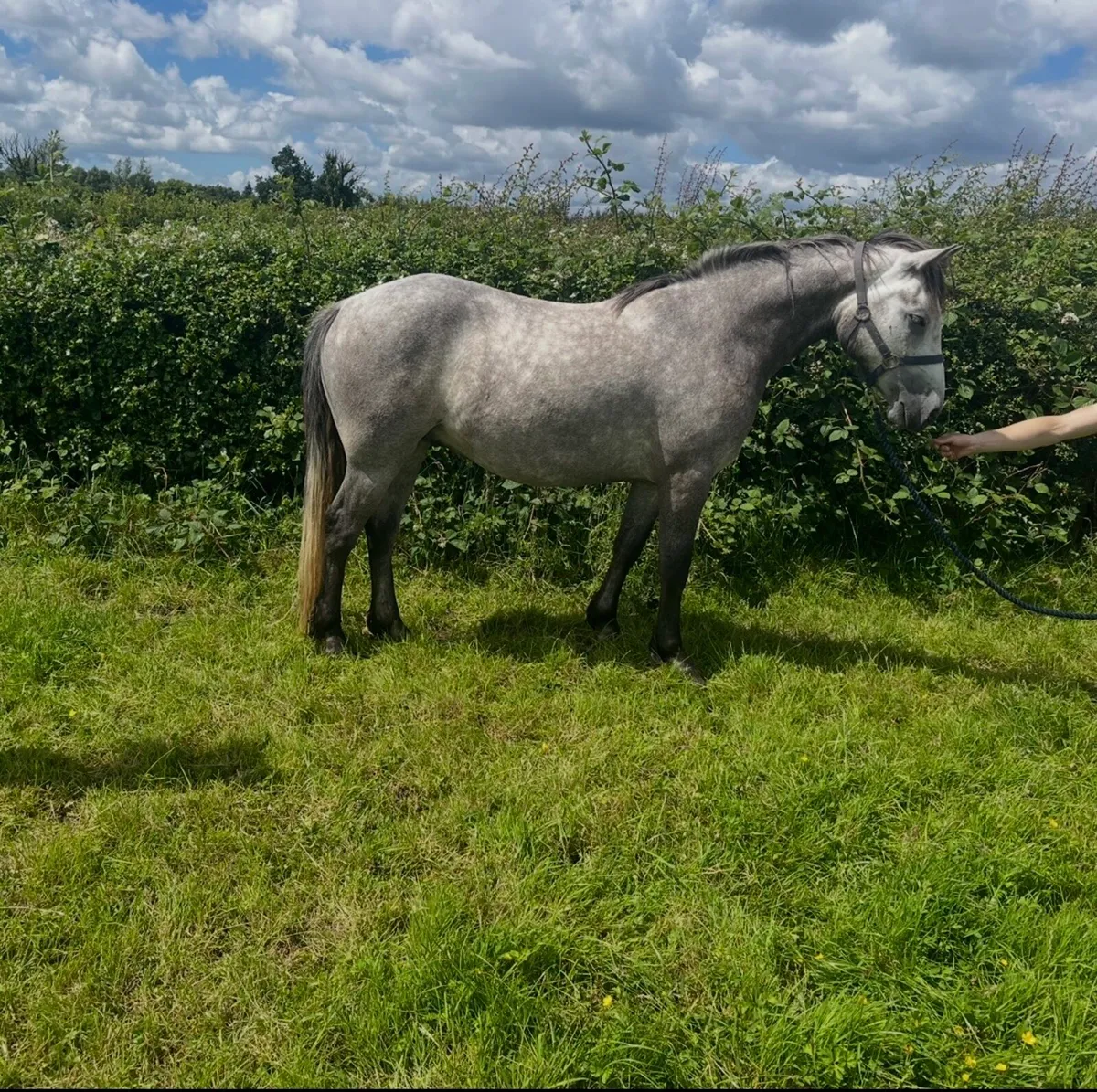 Connemara gelding - Image 1