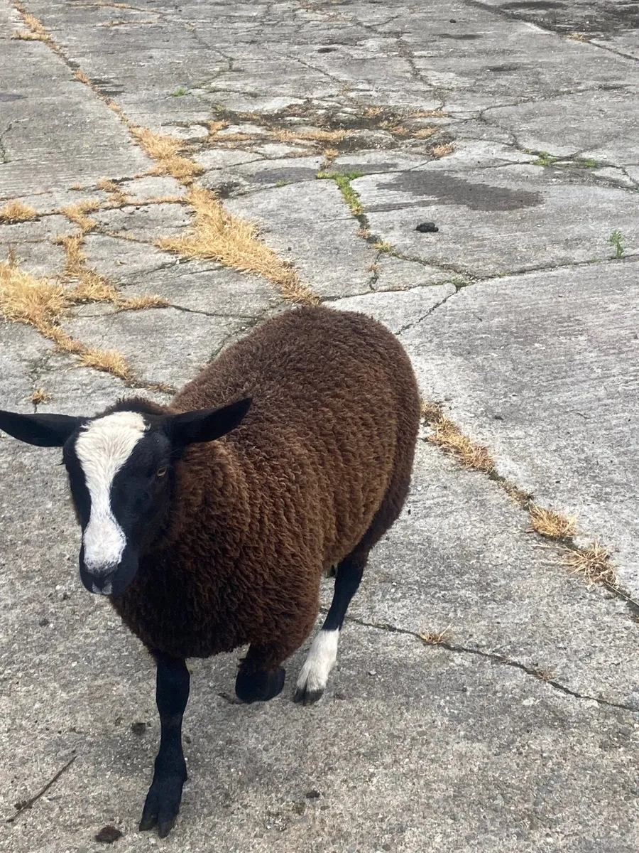 Zwartble Ram Lambs - Image 2