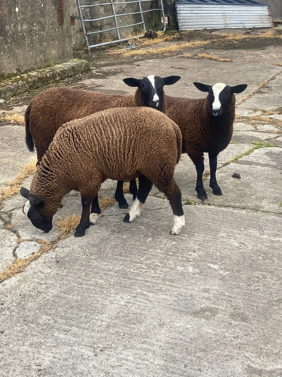 Zwartble Ram Lambs - Image 3