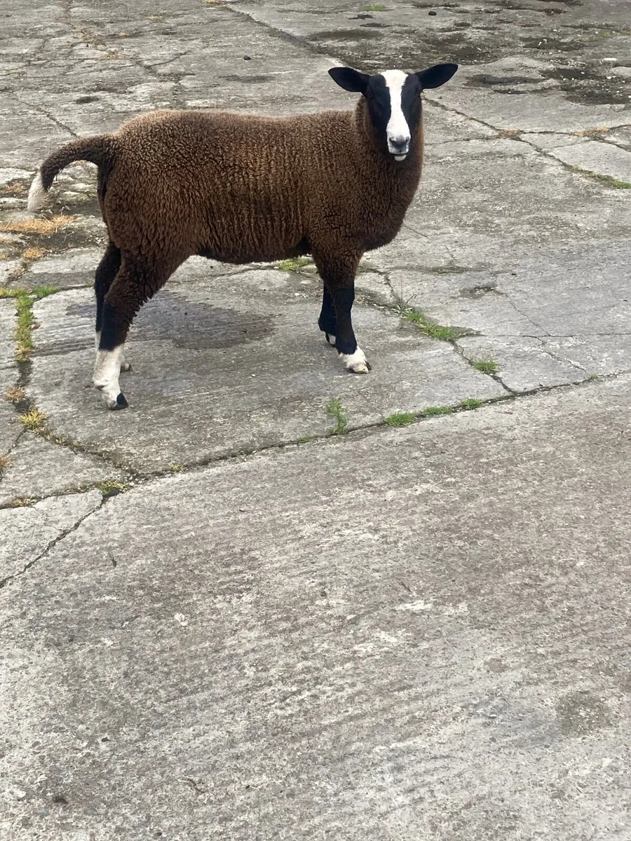 Zwartble Ram Lambs - Image 4