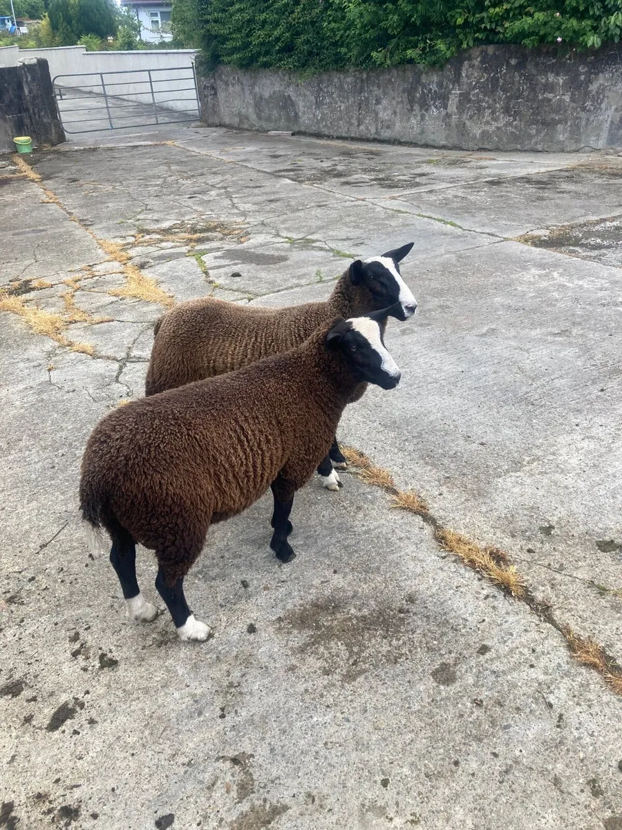 Zwartble Ram Lambs - Image 1
