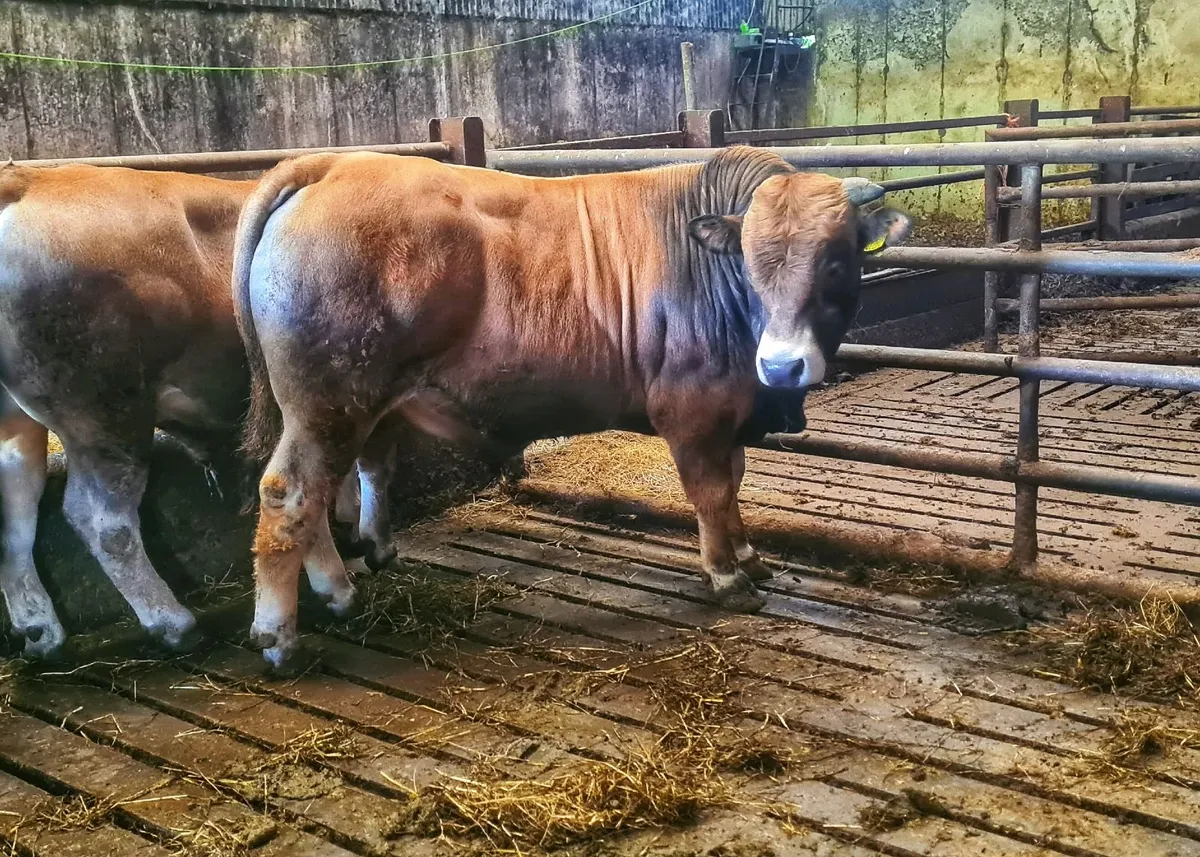 Aubrac bulls - Image 1