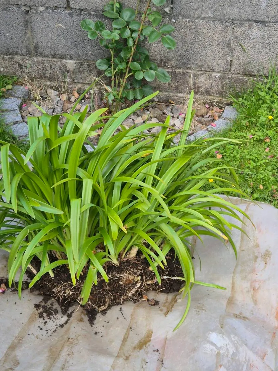 Garden plants (FREE) - Image 4