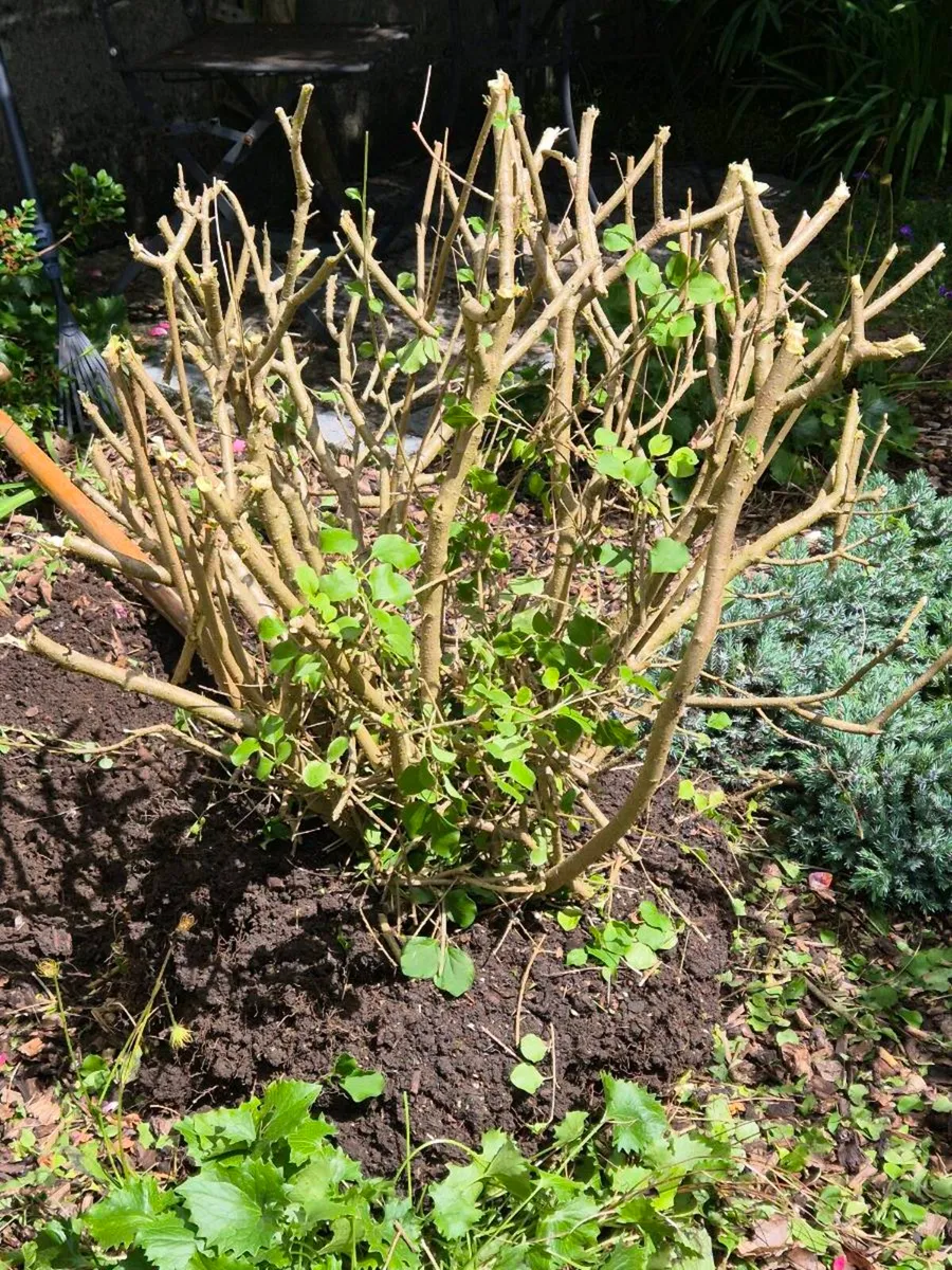 Garden plants (FREE) - Image 3