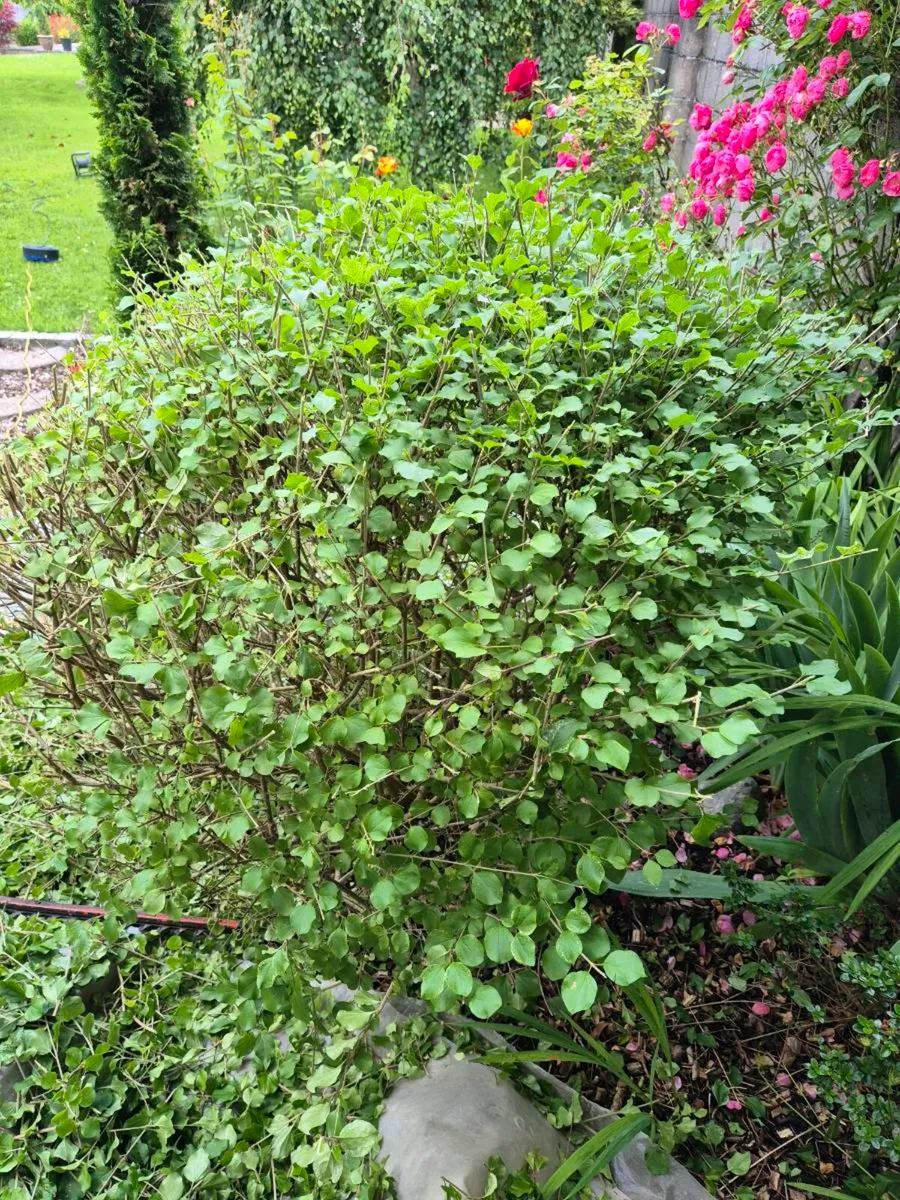 Garden plants (FREE) - Image 2