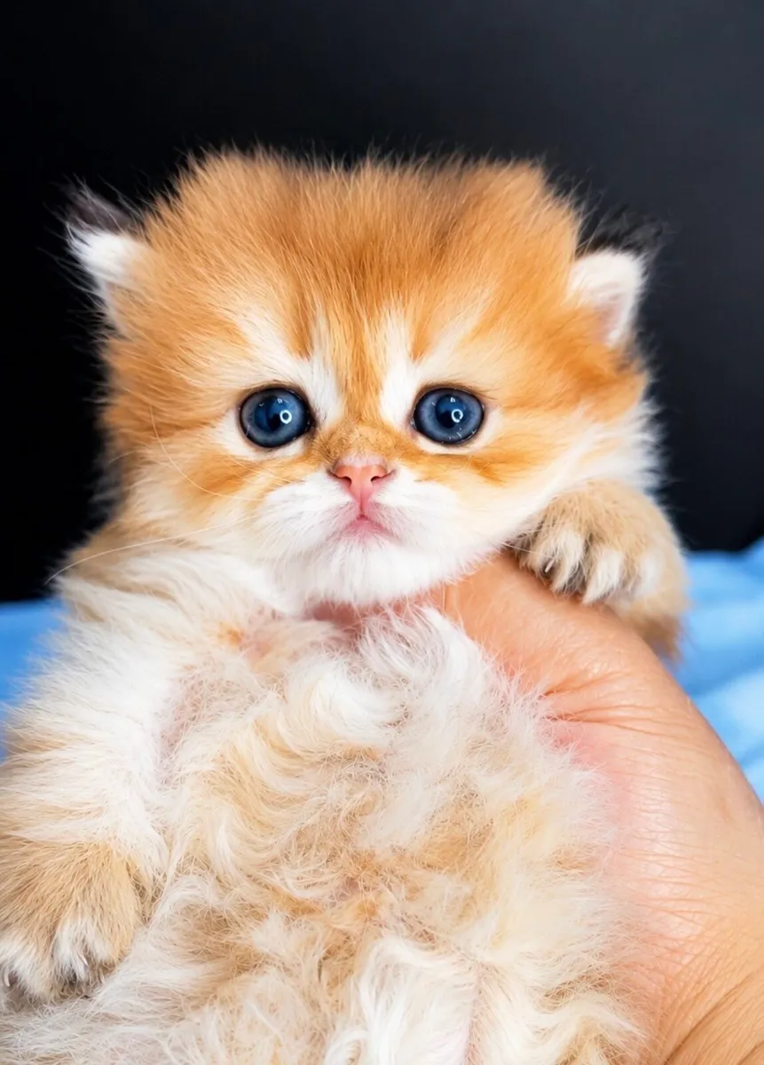 Beautiful Golden British Longhair Kittens 🐾 - Image 1