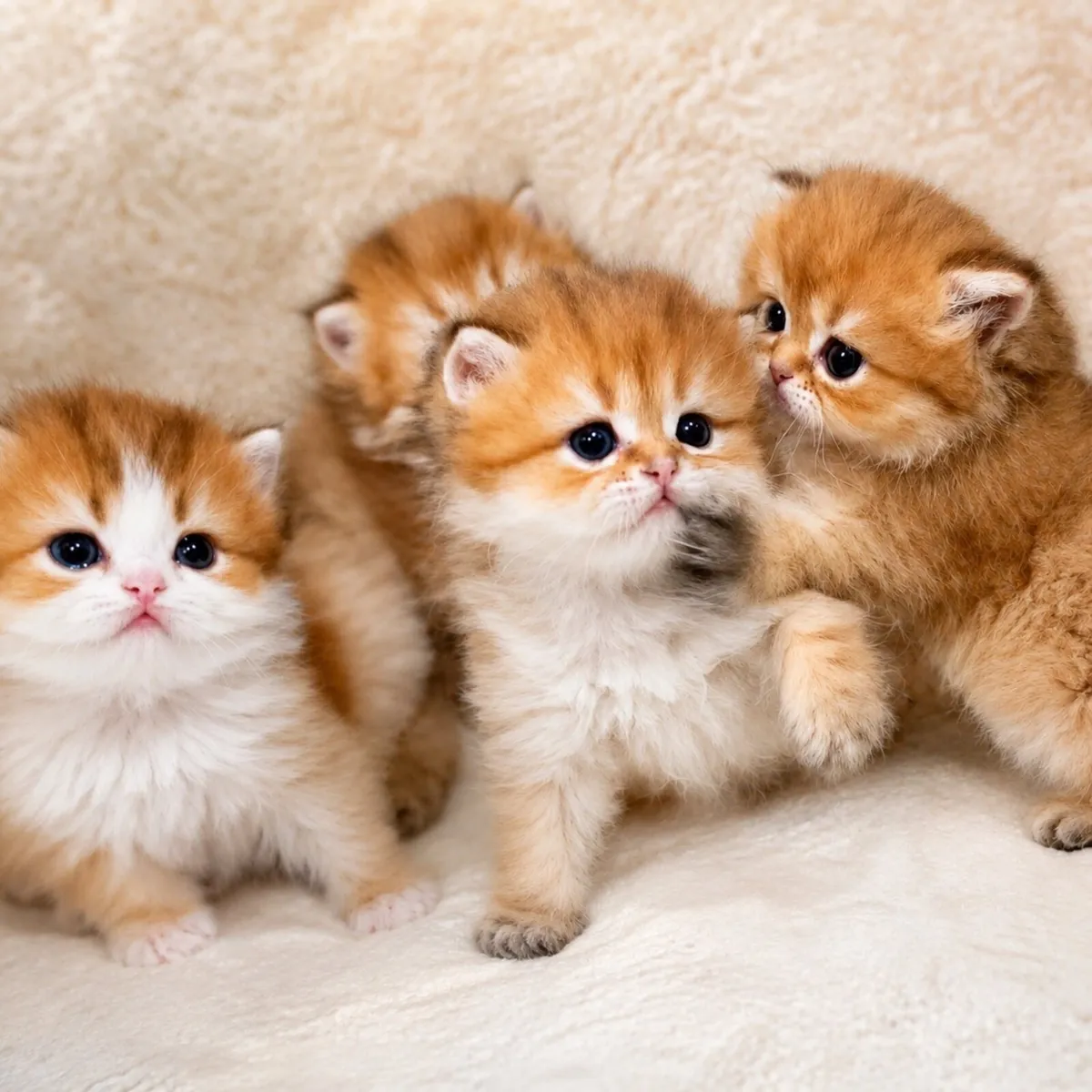 Beautiful Golden British Longhair Kittens 🐾 - Image 2