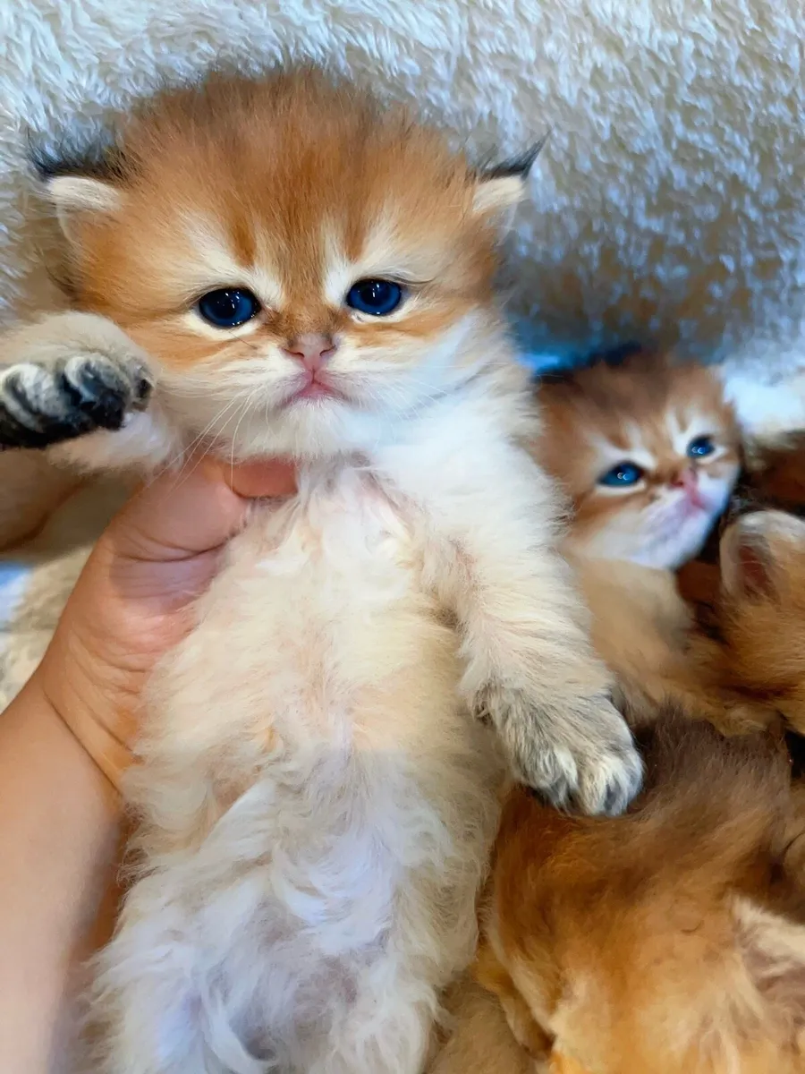 Beautiful Golden British Longhair Kittens 🐾 - Image 3
