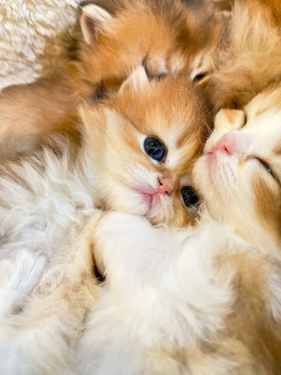 Beautiful Golden British Longhair Kittens 🐾 - Image 4