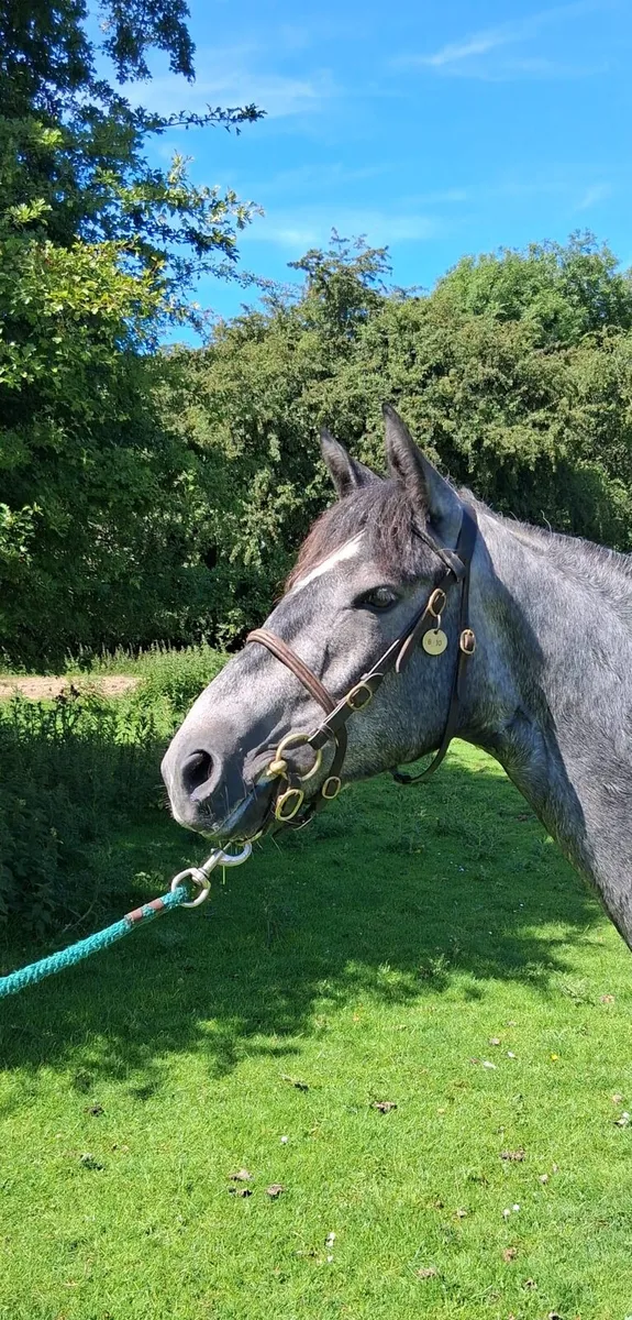 Pony - Image 1