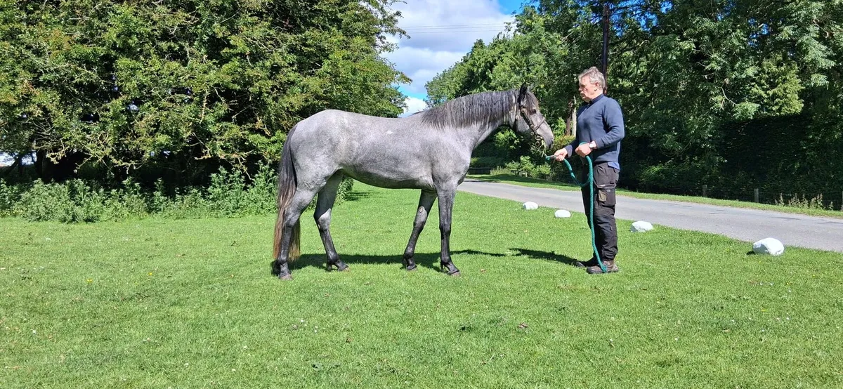 Pony - Image 2