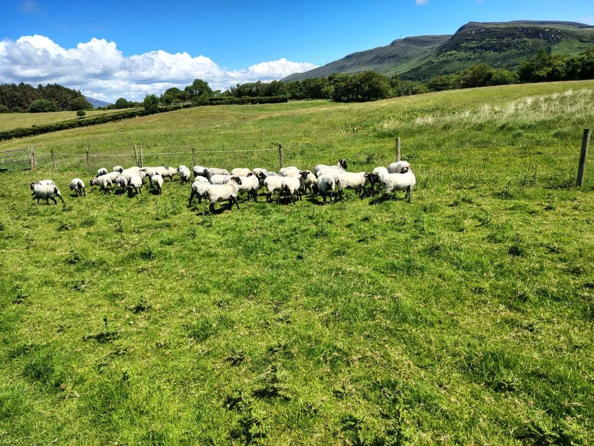Sheep - Image 3