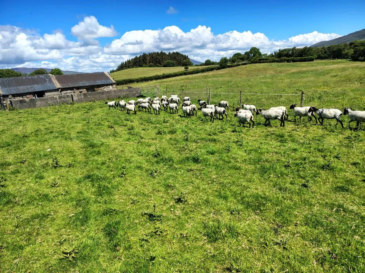 Sheep - Image 2
