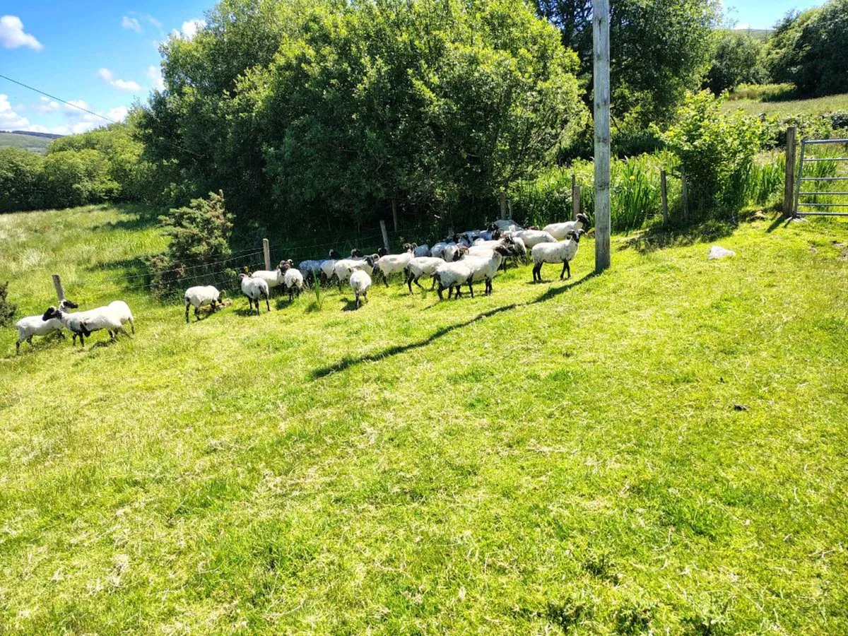 Sheep - Image 4