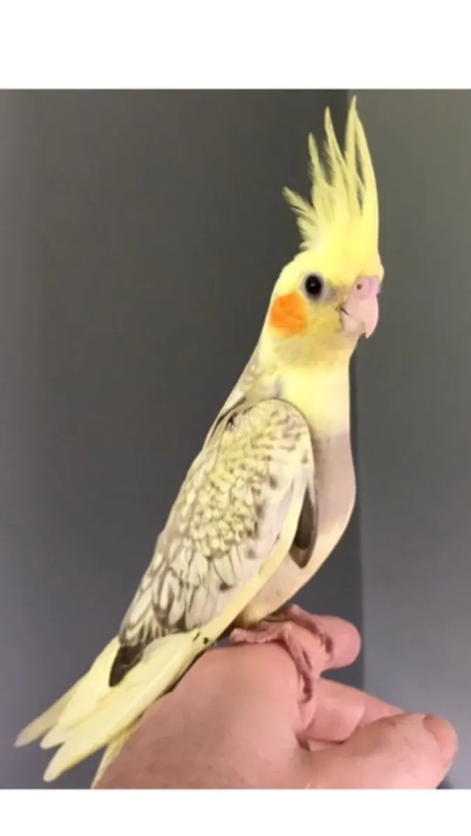 Silly tame. Handreared Cockatiels - Image 4