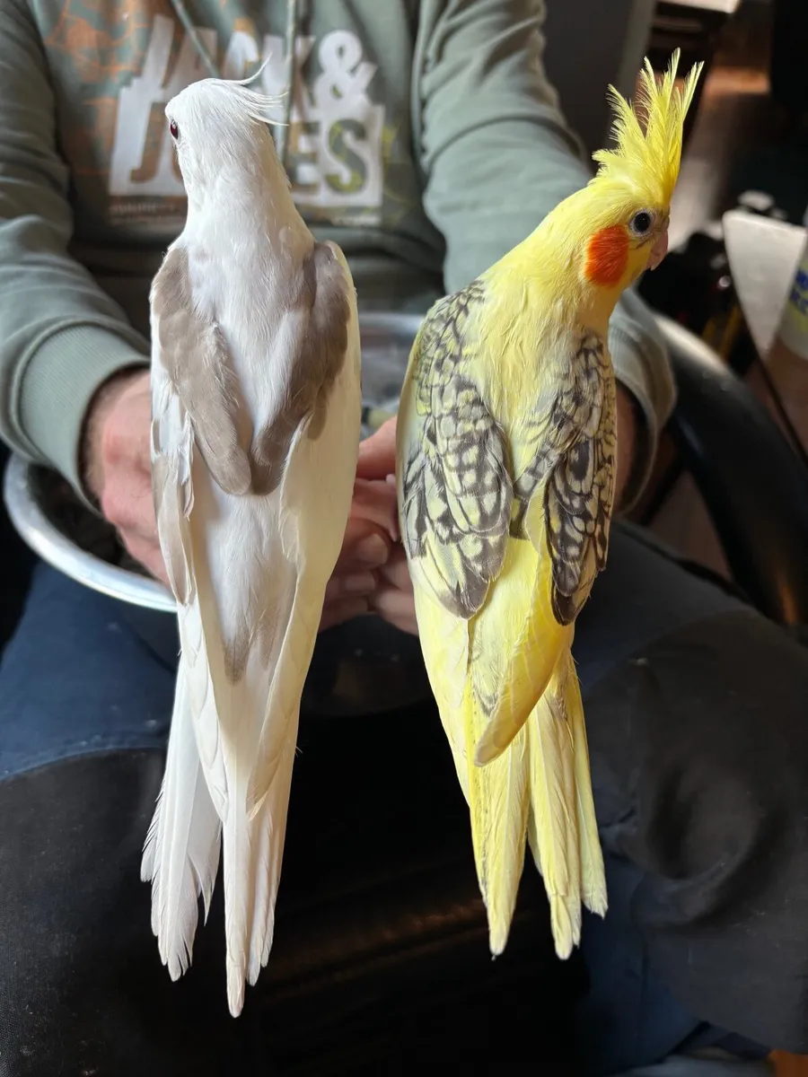 Silly tame. Handreared Cockatiels - Image 1