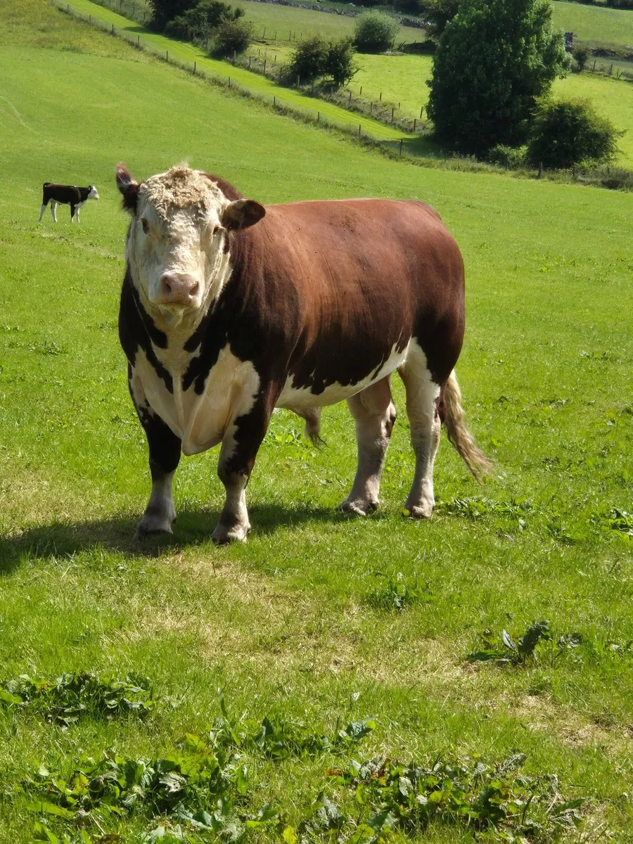 Stock bull - Image 1
