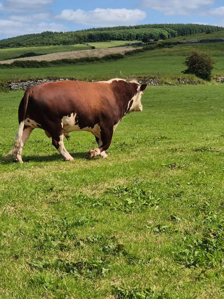 Stock bull - Image 2