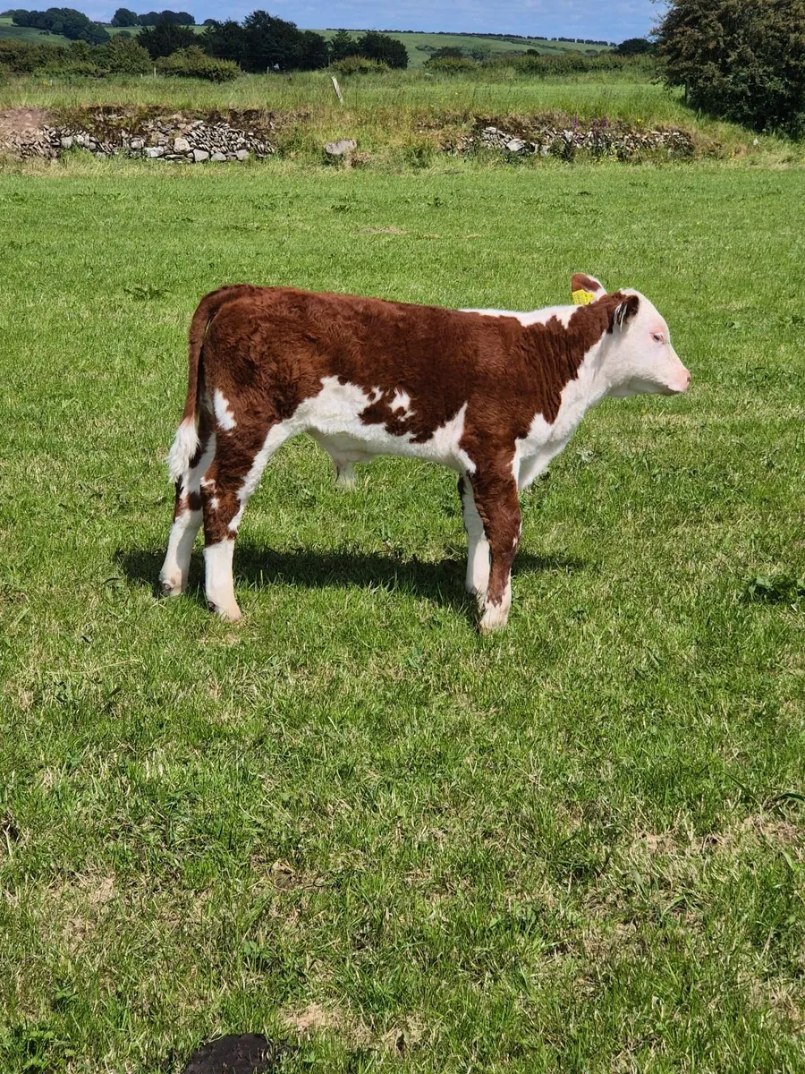 Stock bull - Image 3