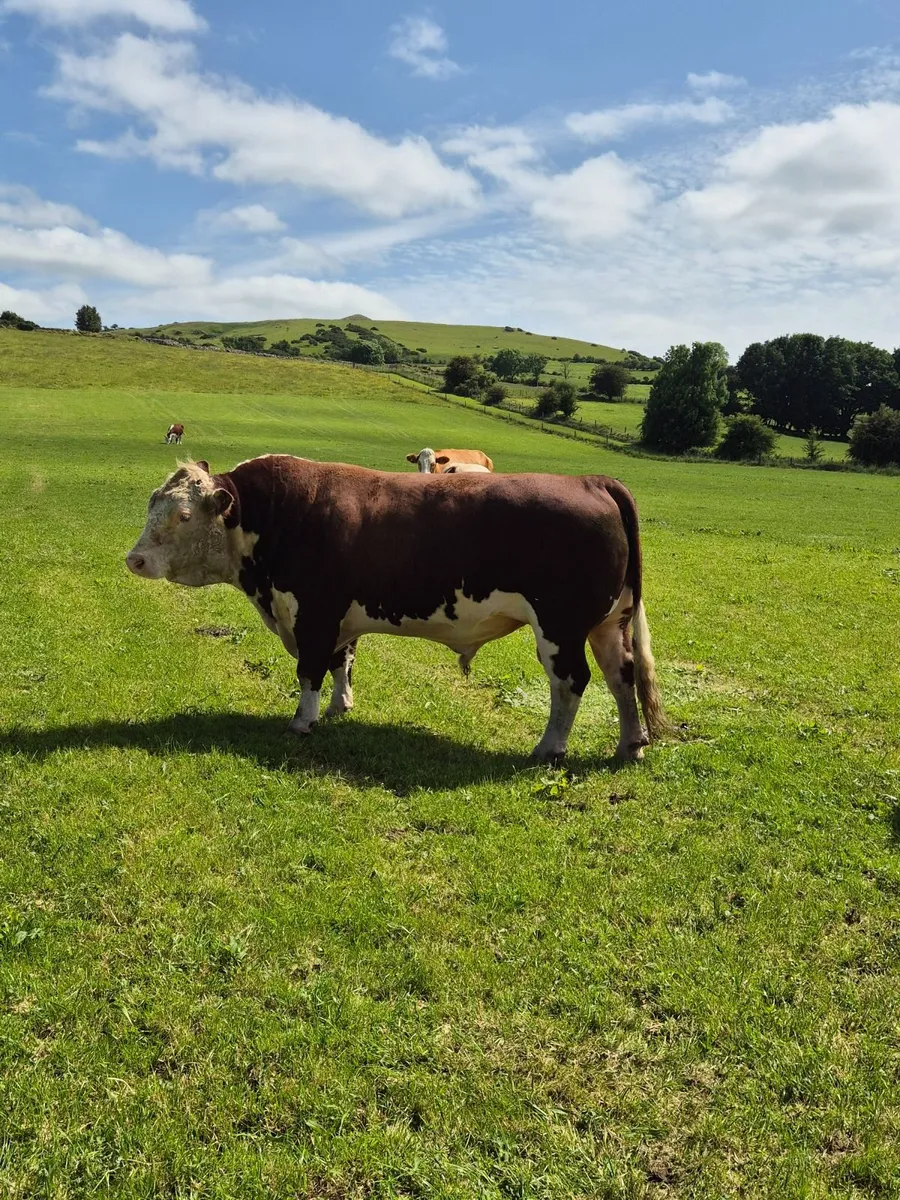 Stock bull - Image 4