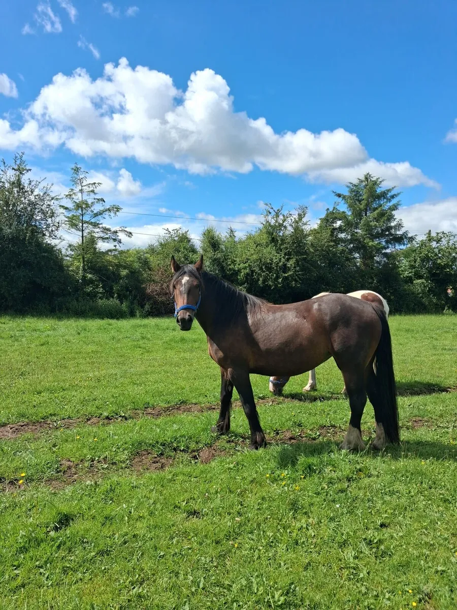 2 Three Year Old Fillys For Sale - Image 2