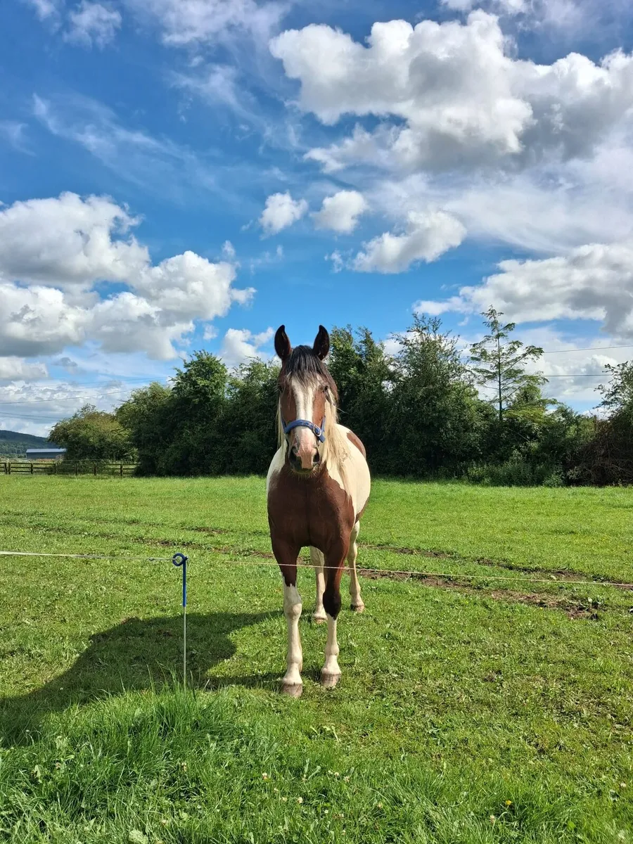 2 Three Year Old Fillys For Sale - Image 1