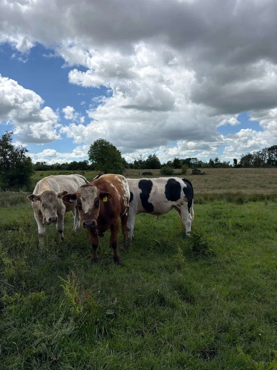 Continental bulls - Image 1